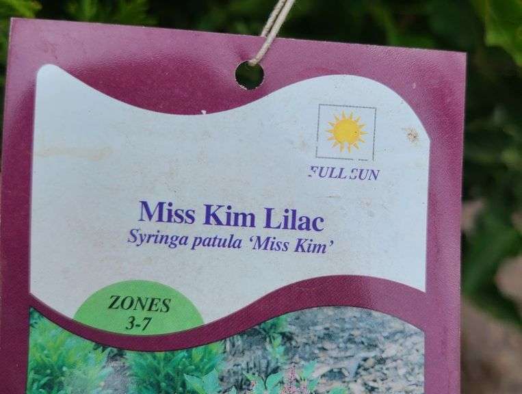2) Miss Kilm Lilacs, Emerald Green Arborvitae