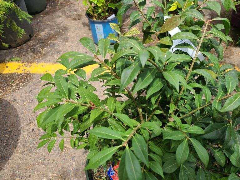 3) Burning Bush Euonymus