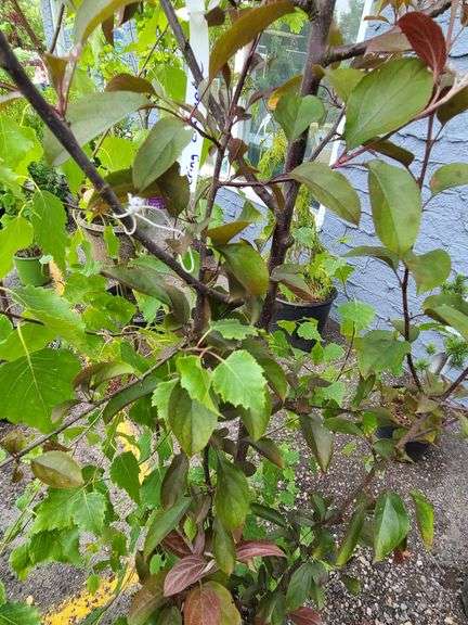 European White Birch, Flowering Crabapple