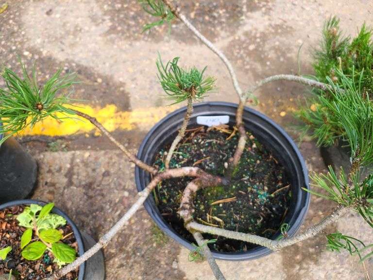Pine