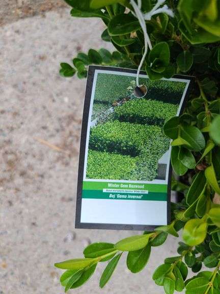 4) Winter Gem Boxwood