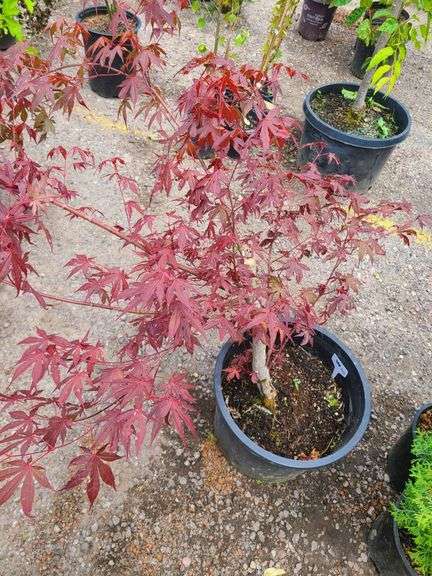 Japanese Maple