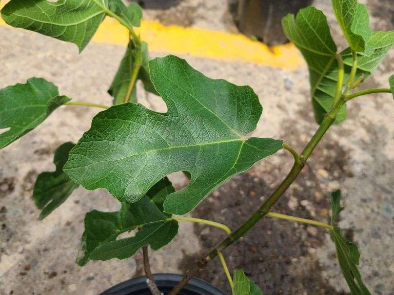 Cold Hardy Fig