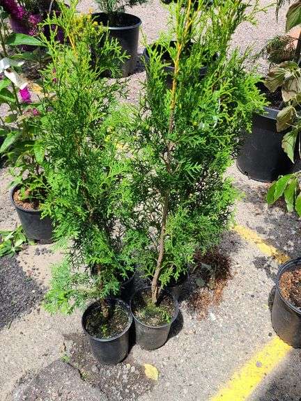 4) Green Giant Arborvitaes