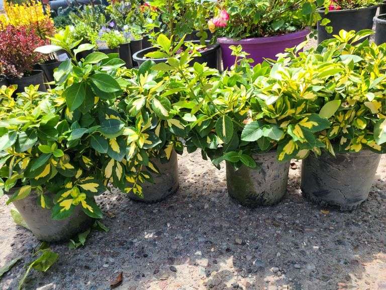 4) Moonshadow Euonymus Shrubs