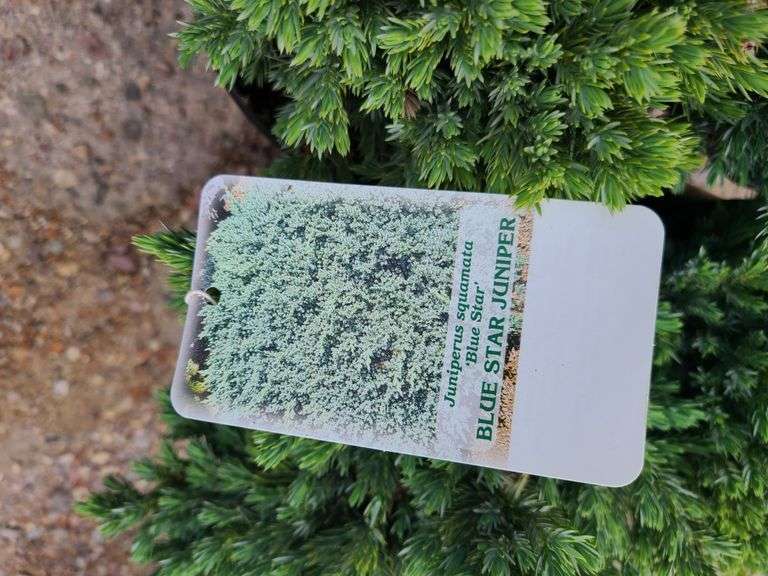 6) Blue Star Juniper