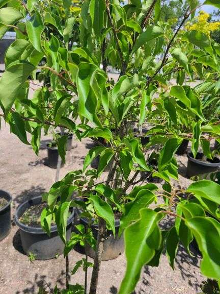 Pyrus Calleryana