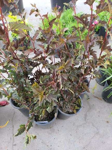 5) Red Barron Ninebark