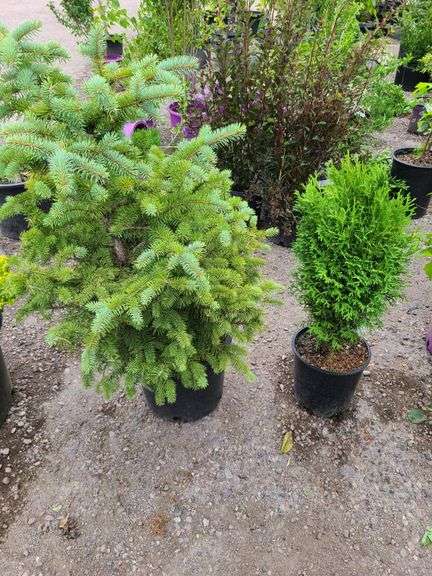 Picea Evergreen, Little Giant Arborvitae