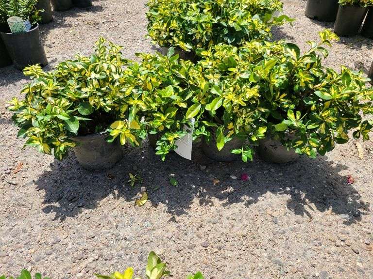 4) Moonshadow Euonymus Shrubs