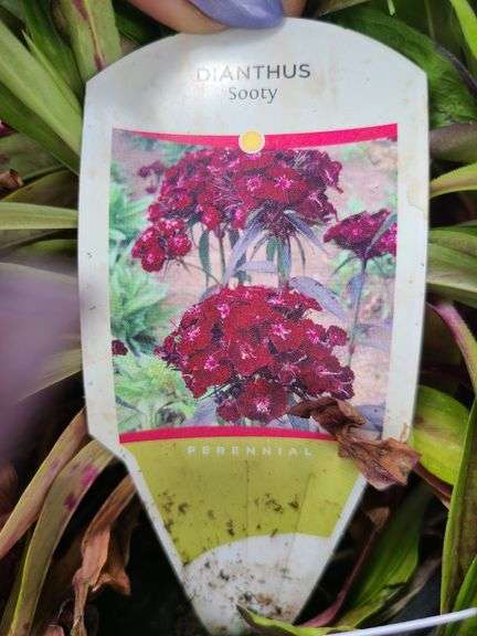 2) Dianthus Sooty