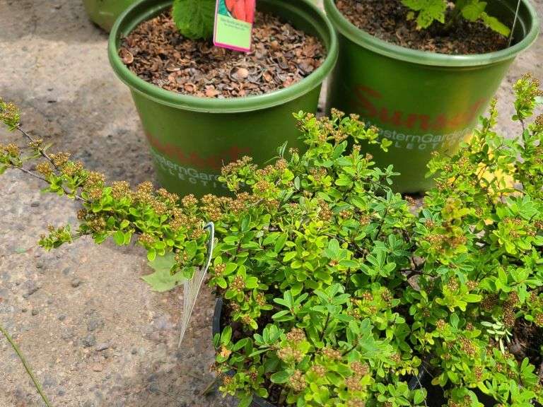 2) Snowmound Spirea