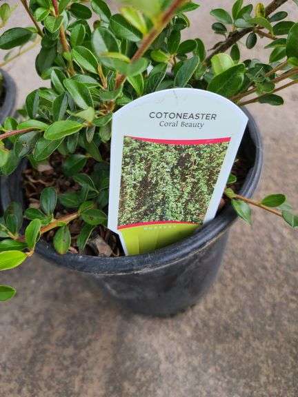 2) Cotoneaster Coral Beauty