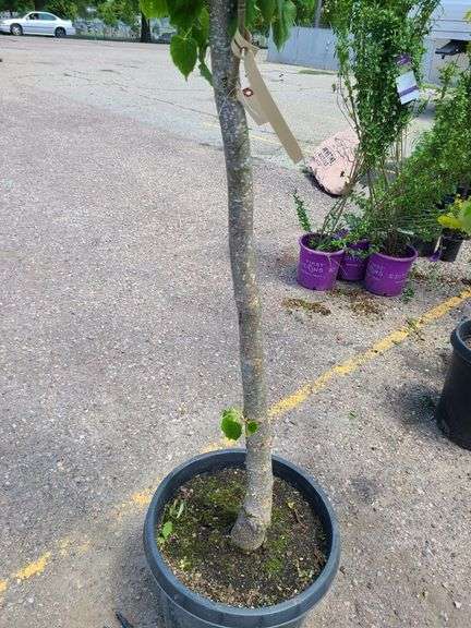 Shade Tree