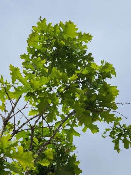 Bur Oak