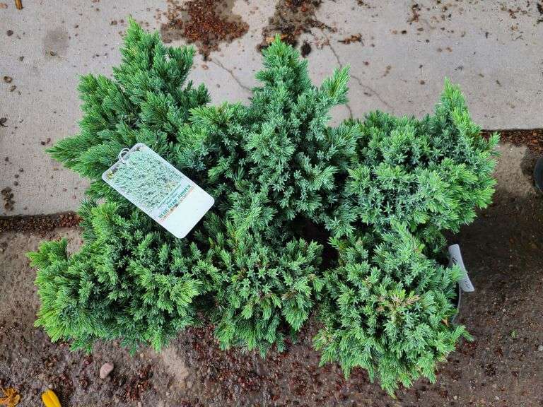6) Blue Star Juniper