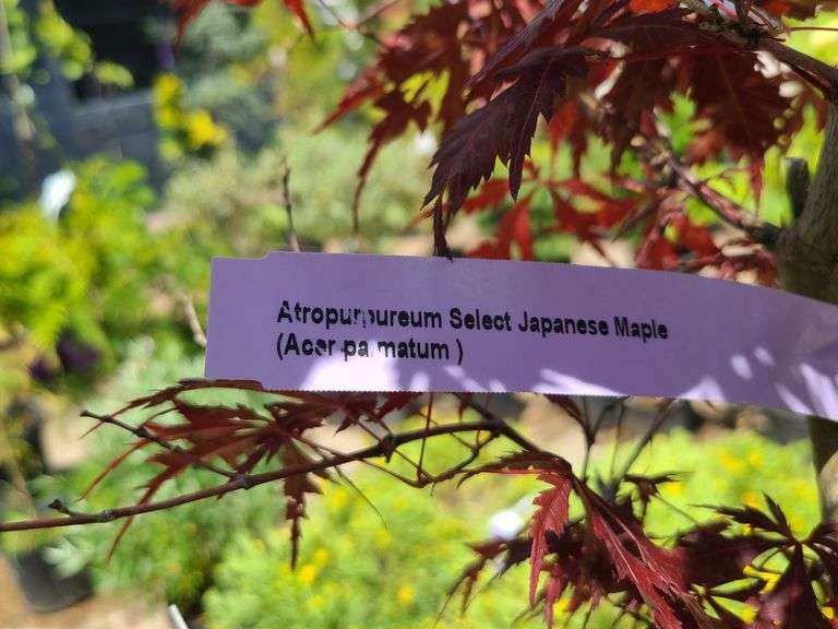 Japanese Maple