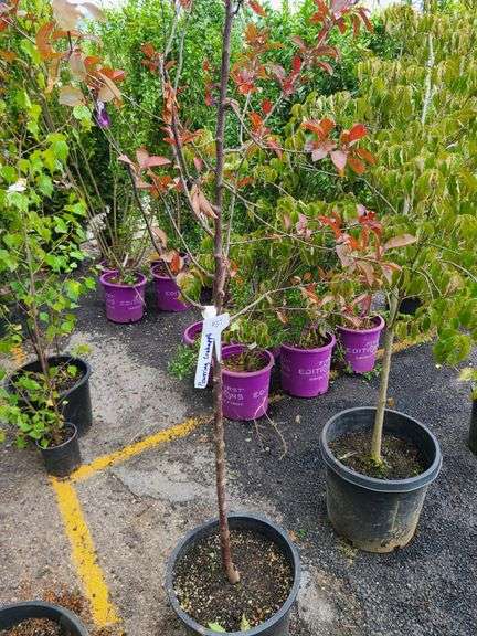 Flowering Crabapple