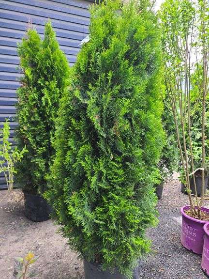 Emerald Green Arborvitae