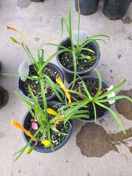 4) Hemerocallis Happy Returns