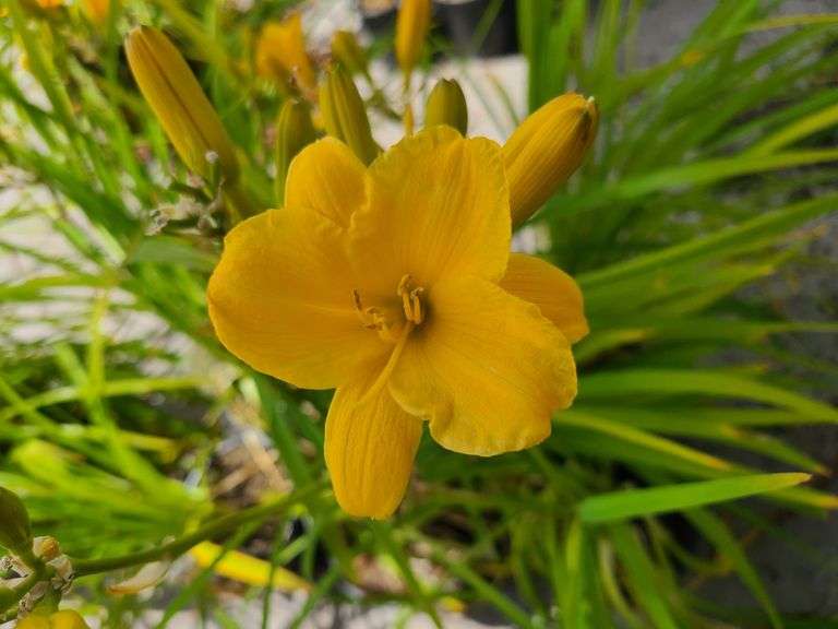6) Daylily