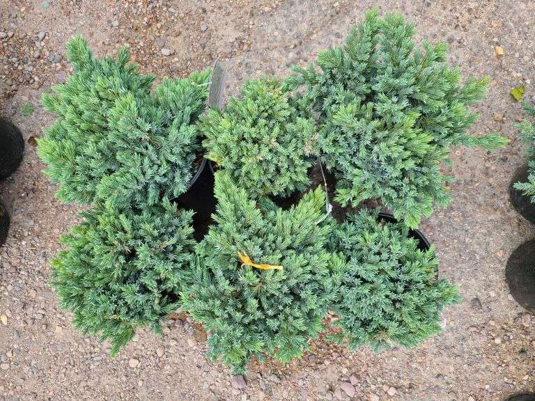 6) Blue Star Juniper