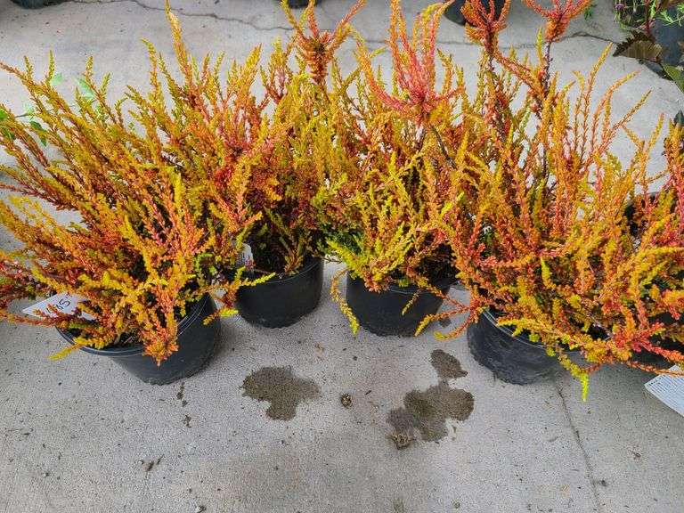 4) Calluna Vulgaris Firefly