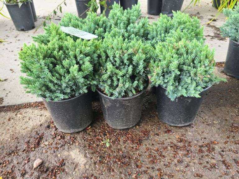 6) Blue Star Juniper