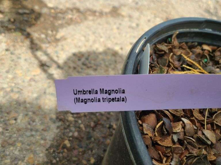 Umbrella Magnolia