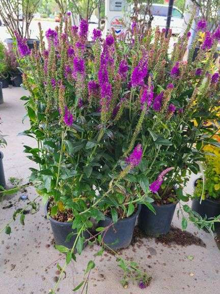 5) Purplegum Candles Veronica