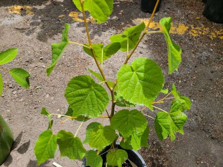Little Leaf Lindan