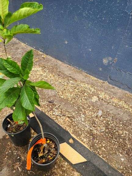 2) Fringe Tree
