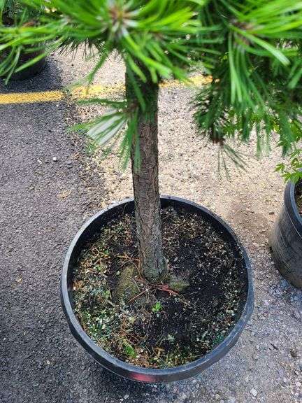 Mugo Pom-Pom Pine