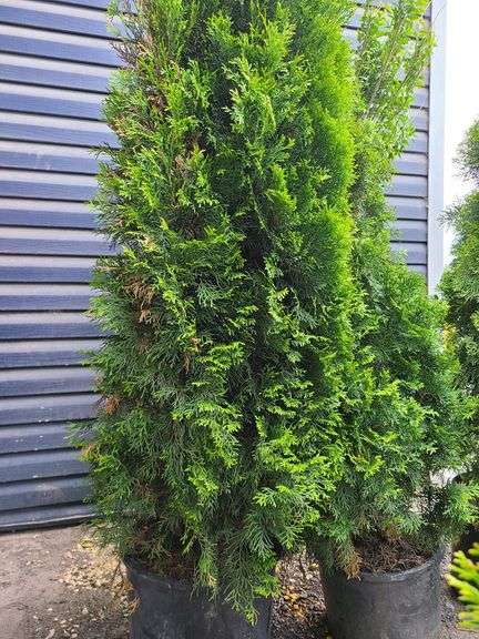 2) Emerald Green Arborvitaes