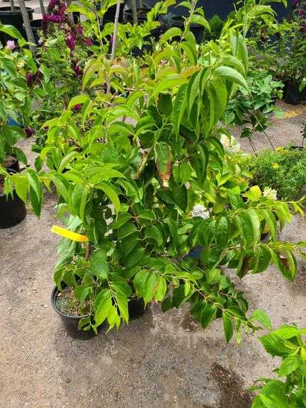 2) Seven Son Flower Tree