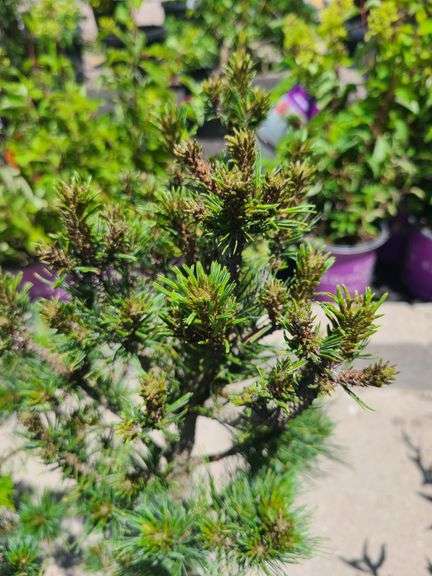 Mugo Pine