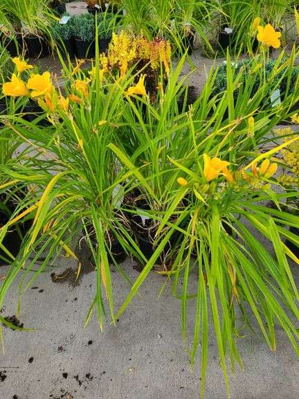 6) Daylily