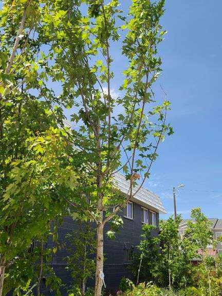 Red Oak