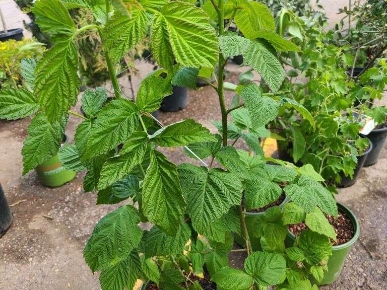 2) Raspberry Bushes