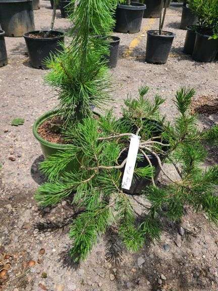 Mugo Pine, Western White Pine