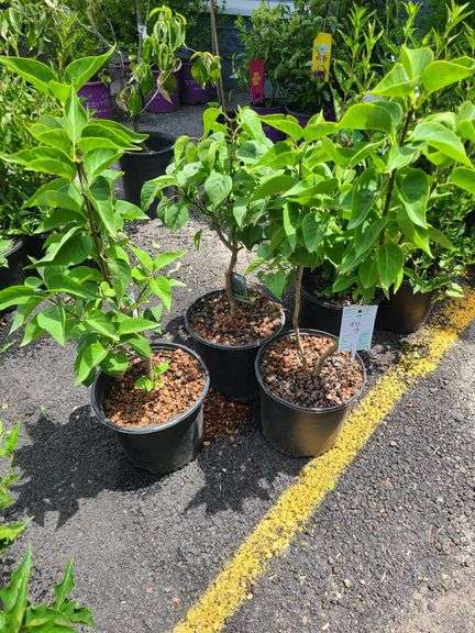 3) Old Fashioned Lilac Plants