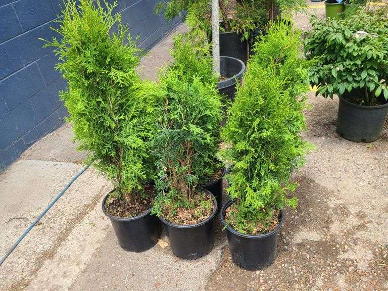 6) Skybound Arborvitae