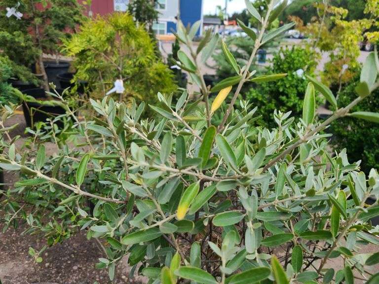3) Silver Buffalo Berry Bushes