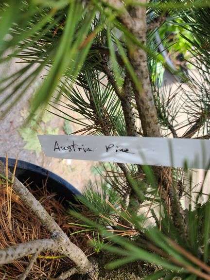 Austria Pine