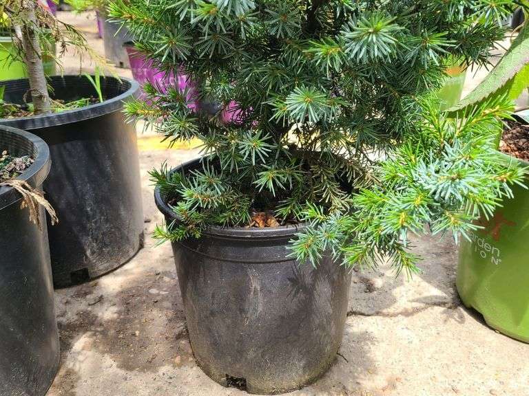 Pine