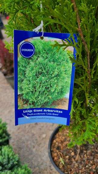 Little Giant Arborvitae