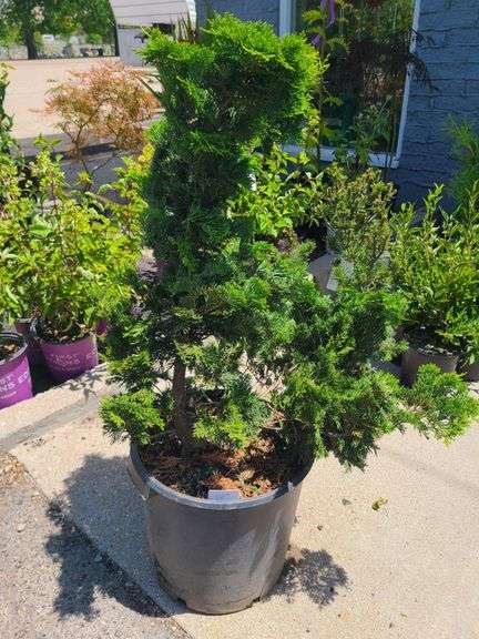 Chamaecyparis Obtusa