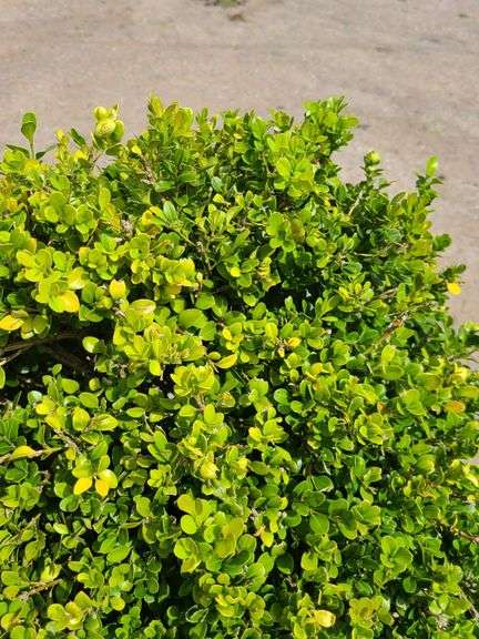 Green Beauty Boxwood