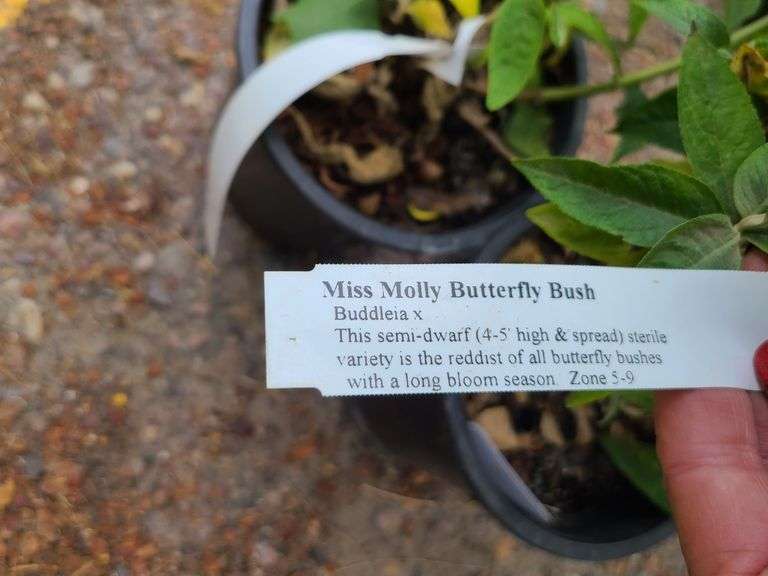 3) Miss Molly Butterfly Bush