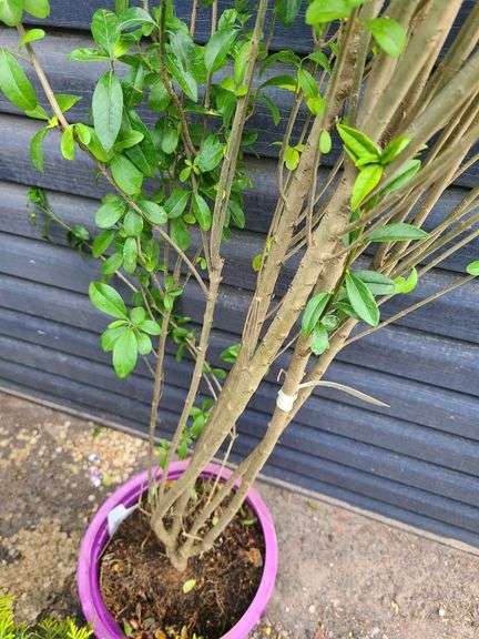 Ligustrum Ovalifolium (California Privet)